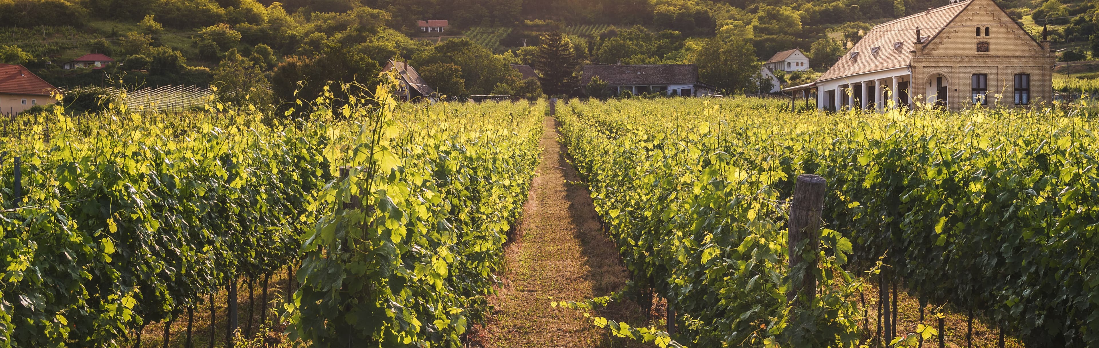 Vineyard